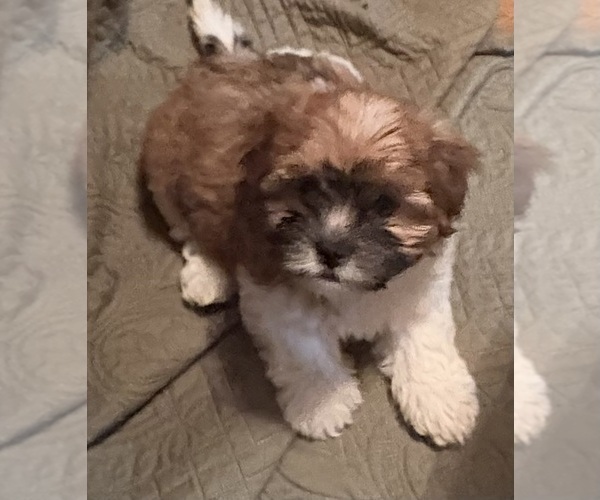 Medium Photo #14 Shorkie Tzu-Yorkshire Terrier Mix Puppy For Sale in CENTRALIA, IL, USA