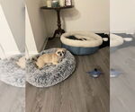 Small #4 Pug Mix
