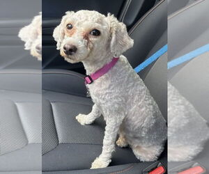 Medium Maltipoo