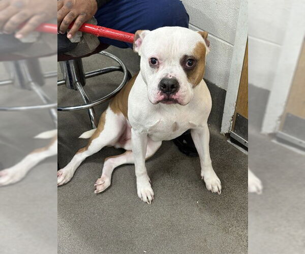 Medium Photo #1 Boxer-Unknown Mix Puppy For Sale in Forestville, MD, USA