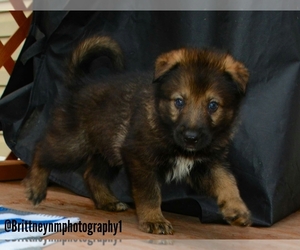 German Shepherd Dog-Siberian Husky Mix Puppy for sale in MULBERRY, FL, USA