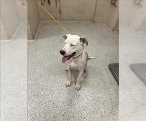 American Pit Bull Terrier-Unknown Mix Dogs for adoption in Conroe, TX, USA