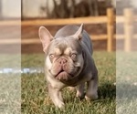 Small Photo #1 French Bulldog Puppy For Sale in RAYMORE, MO, USA