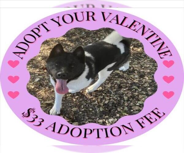 Medium Photo #2 Akita Puppy For Sale in Santa Cruz, CA, USA