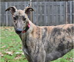 Small #2 Greyhound