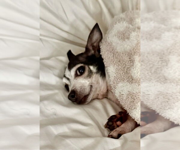 Medium Photo #10 Chihuahua Puppy For Sale in San Diego, CA, USA