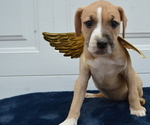 Small Photo #2 American Pit Bull Terrier Puppy For Sale in HONEY BROOK, PA, USA