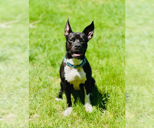 Medium Photo #2 American Pit Bull Terrier-Unknown Mix Puppy For Sale in Hillsboro, NH, USA