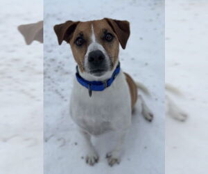 Jack Russell Terrier Dogs for adoption in Bemidji, MN, USA