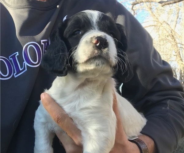 Medium Photo #1 English Springer Spaniel Puppy For Sale in WINDSOR, CO, USA