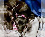 Small #1 Rat Terrier