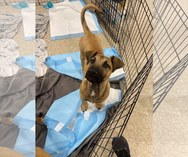 Medium Photo #1 Black Mouth Cur Puppy For Sale in Winter, WI, USA