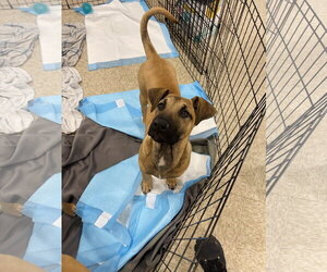 Black Mouth Cur Dogs for adoption in Winter, WI, USA