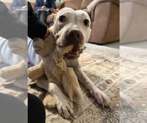 Mutt Dogs for adoption in Oakhurst, NJ, USA