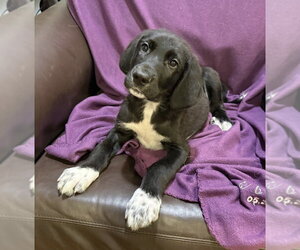 Great Pyredane Dogs for adoption in Mundelein, IL, USA
