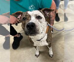 Small #1 American Staffordshire Terrier Mix