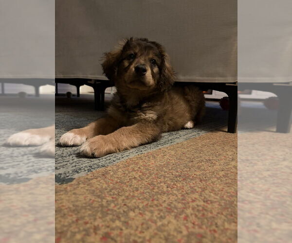 Medium Photo #3 Retriever -Unknown Mix Puppy For Sale in Brooklyn, NY, USA