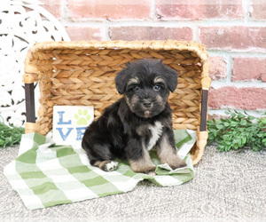 Schnauzer (Miniature) Puppy for sale in SYRACUSE, IN, USA