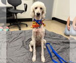 Small Poodle (Standard)