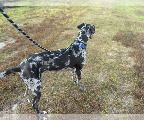 Medium Photo #2 Great Dane Puppy For Sale in Sanford, FL, USA