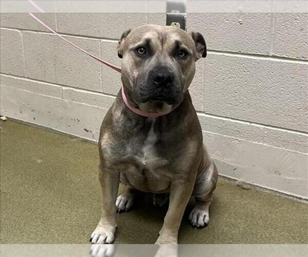 Medium Photo #2 American Pit Bull Terrier Puppy For Sale in Moreno Valley, CA, USA