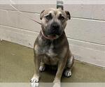 Small #1 American Pit Bull Terrier