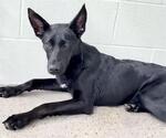 Small Labrador Retriever Mix