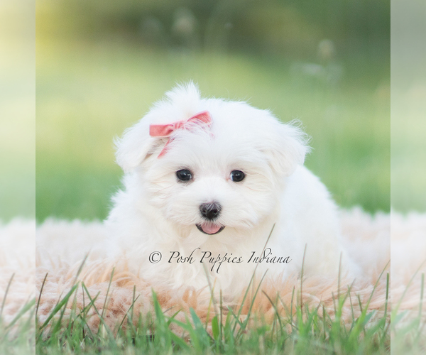 Medium Photo #2 Maltese Puppy For Sale in WARSAW, IN, USA
