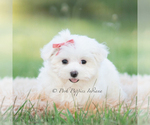 Puppy Tulip Maltese