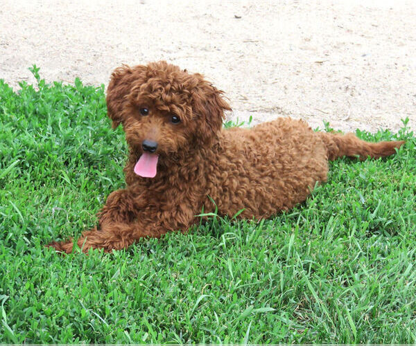 Medium Photo #1 Cavapoo (Miniature) Puppy For Sale in HANCOCK, MN, USA