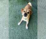 Small #1 Puggle