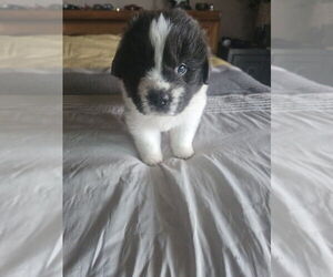 Newfoundland Puppy for sale in SPRAGUE, WA, USA