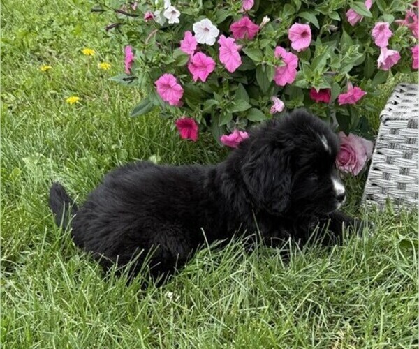 Medium Photo #5 Bernese Mountain Dog Puppy For Sale in THORP, WI, USA