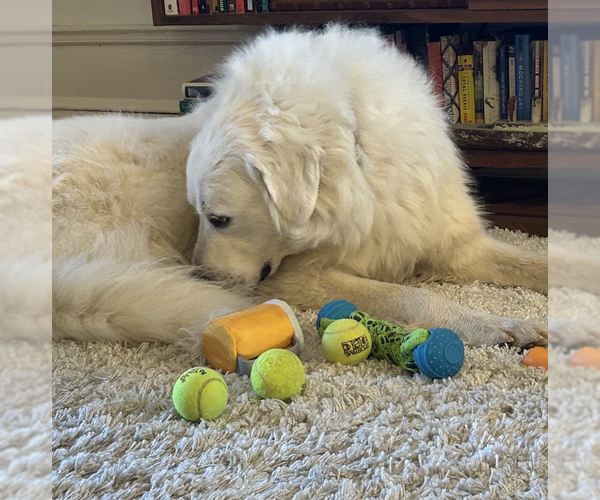 Medium Photo #4 Great Pyrenees-Unknown Mix Puppy For Sale in Brooklyn, NY, USA