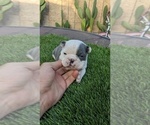 Small Photo #1 Boston Terrier Puppy For Sale in SAN FERNANDO, CA, USA