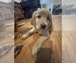 Small Photo #6 Golden Retriever Puppy For Sale in MYAKKA CITY, FL, USA