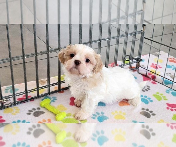 Medium Photo #6 Shih Tzu Puppy For Sale in ORO VALLEY, AZ, USA