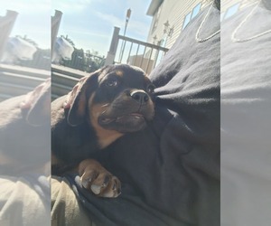 Rottweiler Puppy for sale in EDISON, NJ, USA