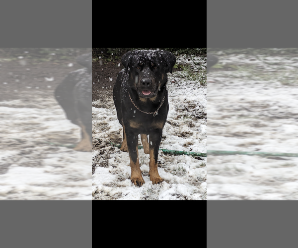 Medium Photo #1 Akita-German Shepherd Dog Mix Puppy For Sale in GRANTS PASS, OR, USA
