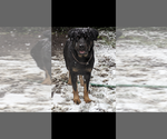 Small Photo #1 Akita-German Shepherd Dog Mix Puppy For Sale in GRANTS PASS, OR, USA