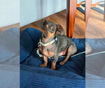 Small #4 Doxie-Pin