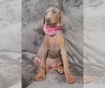 Small Photo #40 Doberman Pinscher Puppy For Sale in POMEROY, OH, USA