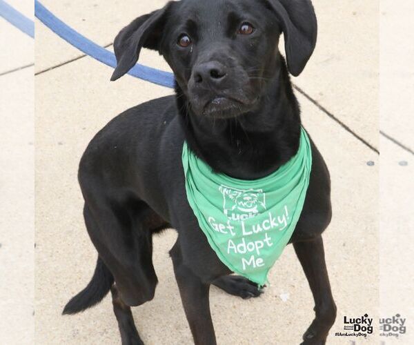 Medium Photo #6 Labrador Retriever-Unknown Mix Puppy For Sale in Washington, DC, USA