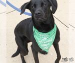 Small #5 Labrador Retriever Mix