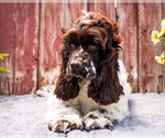 Small #6 Cocker Spaniel