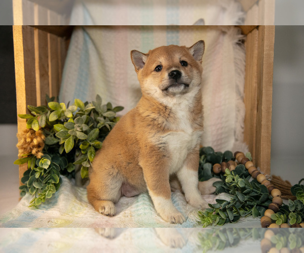 Medium Photo #18 Shiba Inu Puppy For Sale in TOPEKA, IN, USA