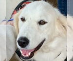 Small #9 Great Pyrenees