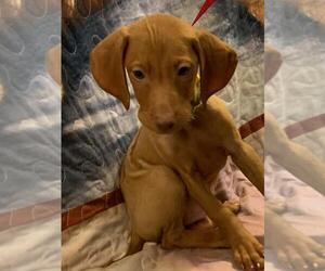 Vizsla Puppy for sale in ALPINE, TX, USA