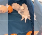 Litter of 2 - Male(s) and Female(s) Golden RetrieverLitter of Puppies for Sale - Photo #4