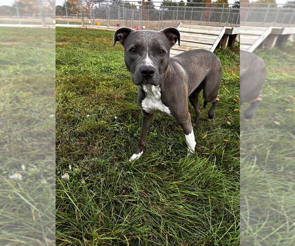 Medium Photo #2 American Staffordshire Terrier Puppy For Sale in Pierceton , IN, USA